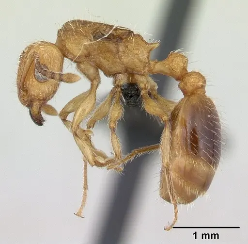 Tetramorium bicarinatum specimen CASENT0055694 image casent0055694_3