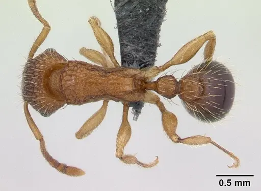 Tetramorium bicarinatum specimen CASENT0059100 image casent0059100_1