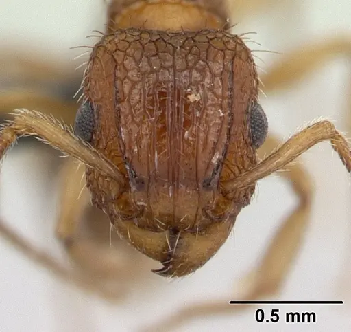Tetramorium bicarinatum specimen CASENT0059100 image casent0059100_2