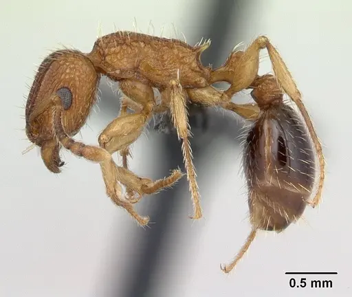 Tetramorium bicarinatum specimen CASENT0059100 image casent0059100_3