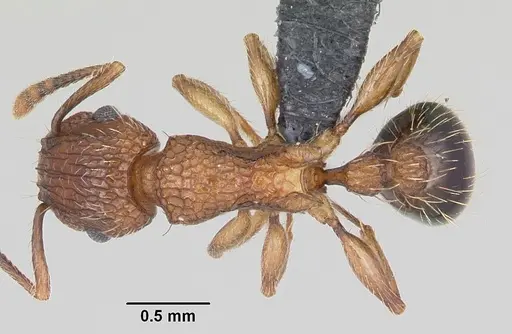 Tetramorium bicarinatum specimen CASENT0060334 image casent0060334_1