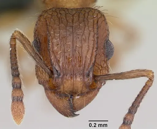 Tetramorium bicarinatum specimen CASENT0060334 image casent0060334_2
