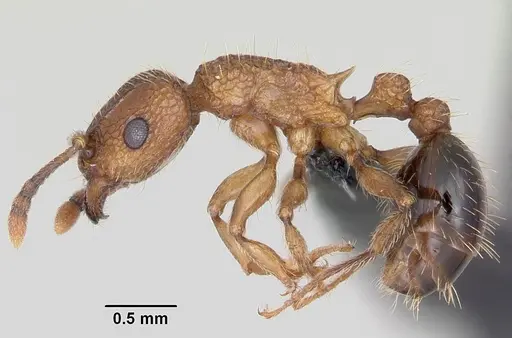 Tetramorium bicarinatum specimen CASENT0060334 image casent0060334_3