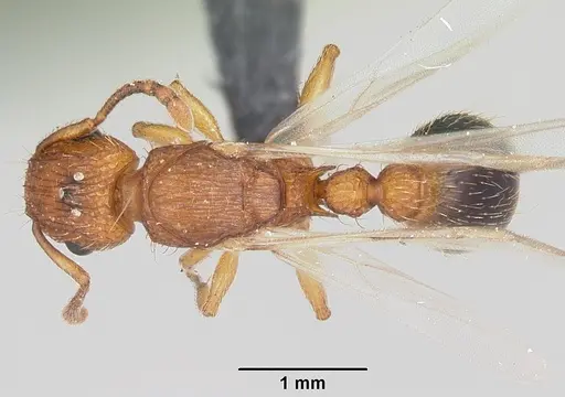 Tetramorium bicarinatum specimen CASENT0064305 image casent0064305_1