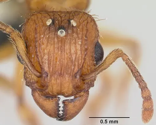 Tetramorium bicarinatum specimen CASENT0064305 image casent0064305_2