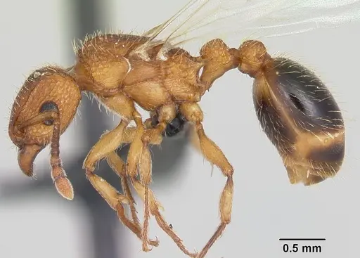 Tetramorium bicarinatum specimen CASENT0064305 image casent0064305_3