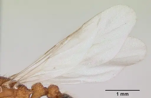 Tetramorium bicarinatum specimen CASENT0064305 image casent0064305_4