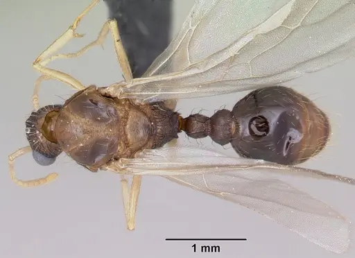 Tetramorium bicarinatum specimen CASENT0064306 image casent0064306_1