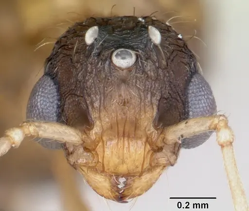 Tetramorium bicarinatum specimen CASENT0064306 image casent0064306_2