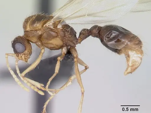Tetramorium bicarinatum specimen CASENT0064306 image casent0064306_3