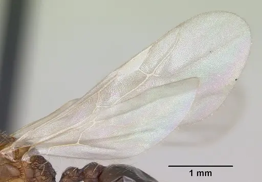Tetramorium bicarinatum specimen CASENT0064306 image casent0064306_4