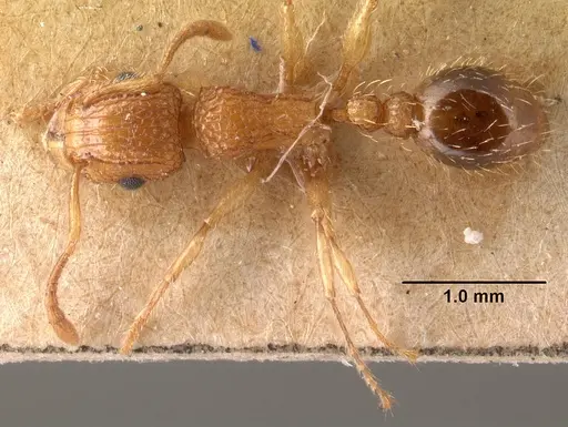 Tetramorium bicarinatum specimen CASENT0101480 image casent0101480_1