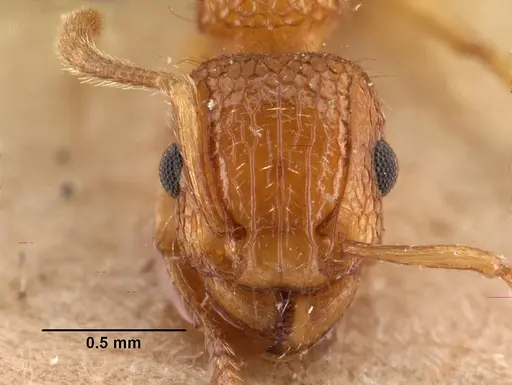 Tetramorium bicarinatum specimen CASENT0101480 image casent0101480_2