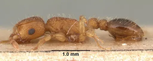 Tetramorium bicarinatum specimen CASENT0101480 image casent0101480_3