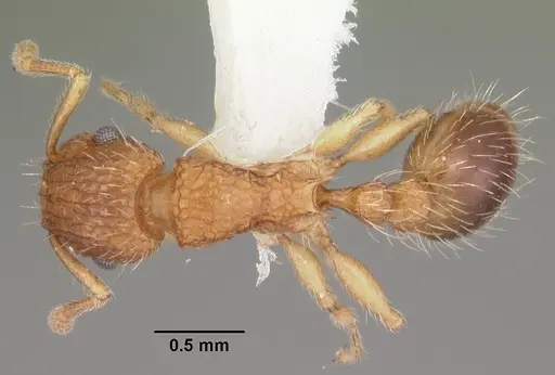 Tetramorium bicarinatum specimen CASENT0102404 image casent0102404_1