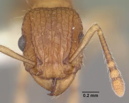 Tetramorium bicarinatum specimen CASENT0102404 image casent0102404_2