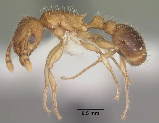 Tetramorium bicarinatum specimen CASENT0102404 image casent0102404_3