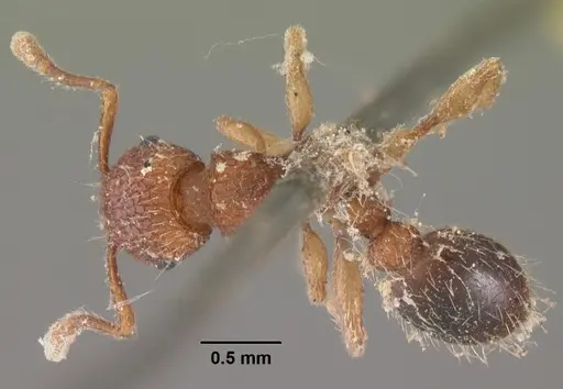 Tetramorium bicarinatum specimen CASENT0102530 image casent0102530_1