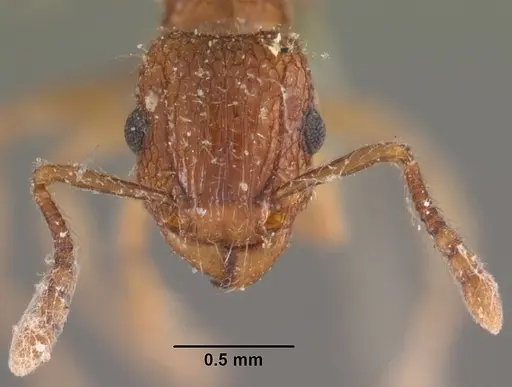 Tetramorium bicarinatum specimen CASENT0102530 image casent0102530_2