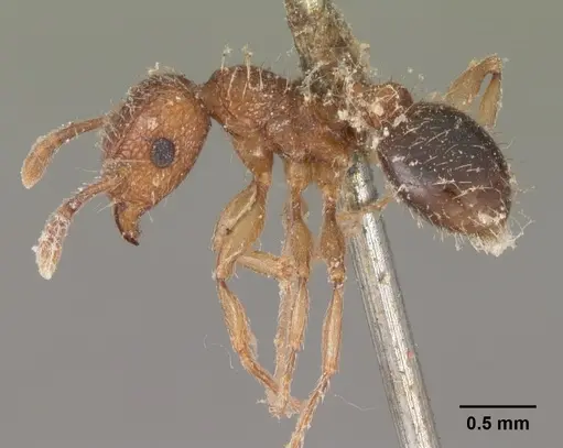Tetramorium bicarinatum specimen CASENT0102530 image casent0102530_3