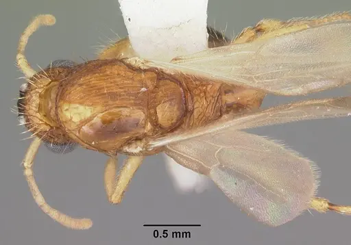 Tetramorium bicarinatum specimen CASENT0102736 image casent0102736_1