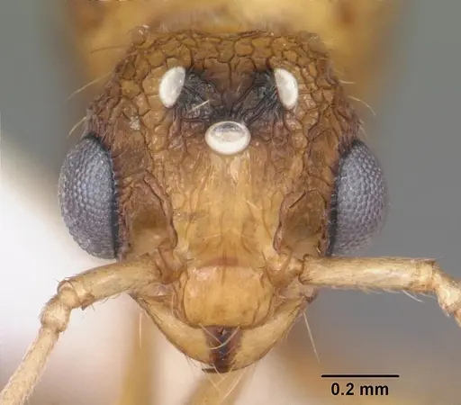 Tetramorium bicarinatum specimen CASENT0102736 image casent0102736_2