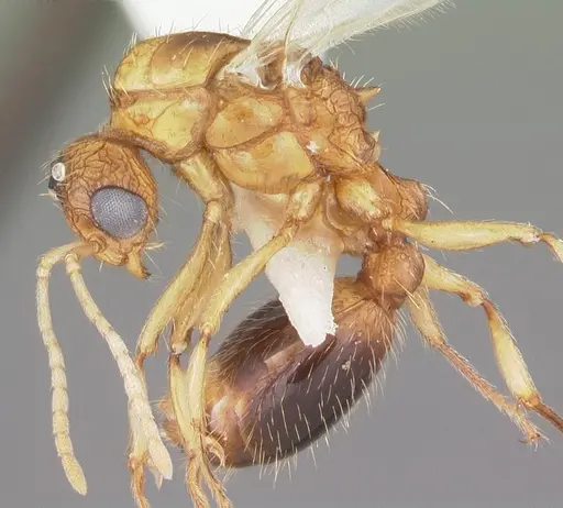 Tetramorium bicarinatum specimen CASENT0102736 image casent0102736_3