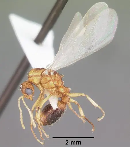 Tetramorium bicarinatum specimen CASENT0102736 image casent0102736_4
