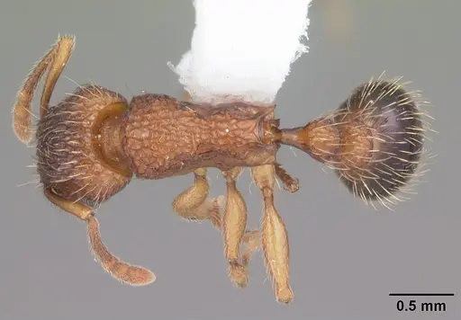 Tetramorium bicarinatum specimen CASENT0102737 image casent0102737_1