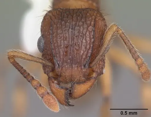 Tetramorium bicarinatum specimen CASENT0102737 image casent0102737_2