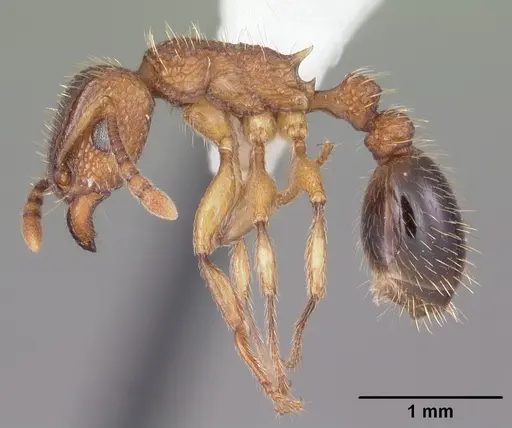 Tetramorium bicarinatum specimen CASENT0102737 image casent0102737_3