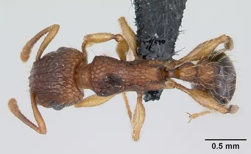 Tetramorium bicarinatum specimen CASENT0125127 image casent0125127_1