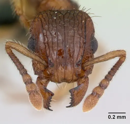 Tetramorium bicarinatum specimen CASENT0125127 image casent0125127_2