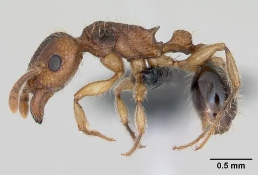 Tetramorium bicarinatum specimen CASENT0125127 image casent0125127_3