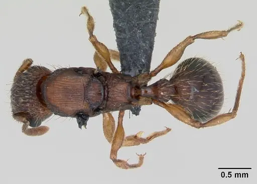 Tetramorium bicarinatum specimen CASENT0135255 image casent0135255_1