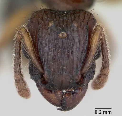 Tetramorium bicarinatum specimen CASENT0135255 image casent0135255_2