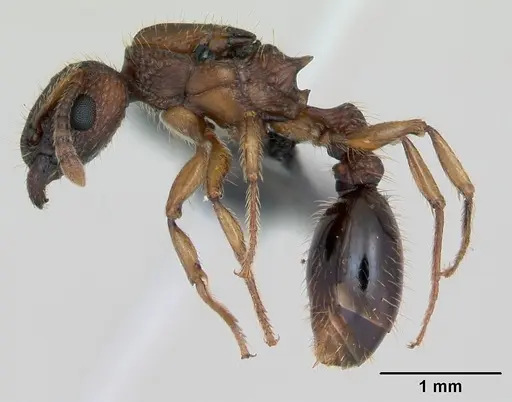 Tetramorium bicarinatum specimen CASENT0135255 image casent0135255_3