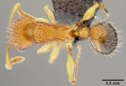 Tetramorium bicarinatum specimen CASENT0171032 image casent0171032_1