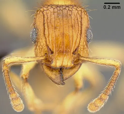 Tetramorium bicarinatum specimen CASENT0171032 image casent0171032_2