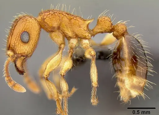 Tetramorium bicarinatum specimen CASENT0171032 image casent0171032_4