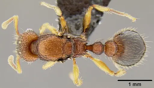 Tetramorium bicarinatum specimen CASENT0171033 image casent0171033_1