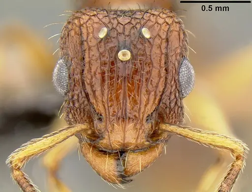 Tetramorium bicarinatum specimen CASENT0171033 image casent0171033_2