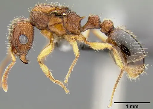 Tetramorium bicarinatum specimen CASENT0171033 image casent0171033_3