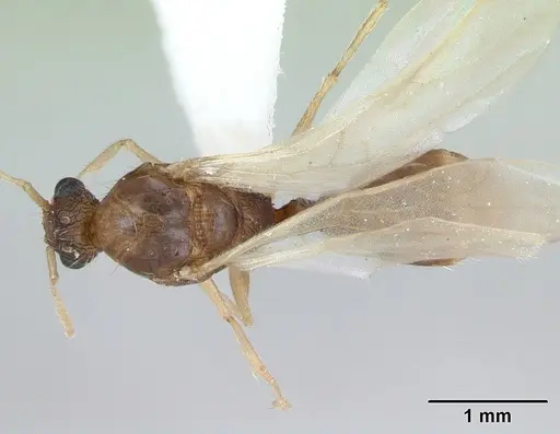 Tetramorium bicarinatum specimen CASENT0173283 image casent0173283_1
