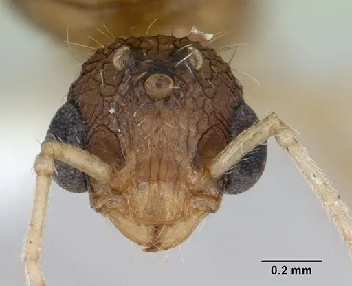 Tetramorium bicarinatum specimen CASENT0173283 image casent0173283_2
