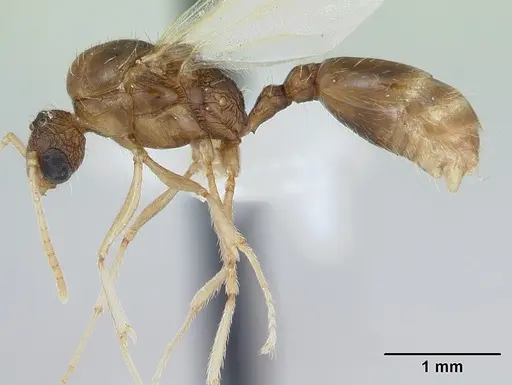 Tetramorium bicarinatum specimen CASENT0173283 image casent0173283_3