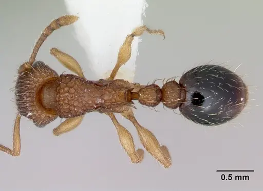 Tetramorium bicarinatum specimen CASENT0173284 image casent0173284_1