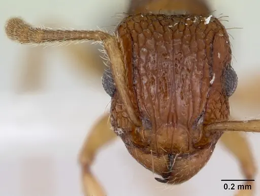 Tetramorium bicarinatum specimen CASENT0173284 image casent0173284_2