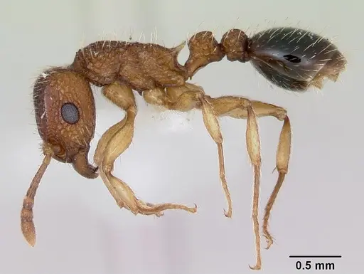 Tetramorium bicarinatum specimen CASENT0173284 image casent0173284_3