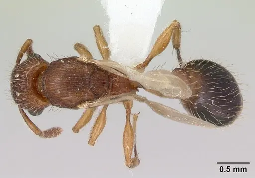 Tetramorium bicarinatum specimen CASENT0173285 image casent0173285_1